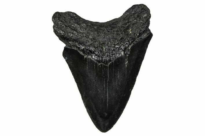 Serrated, Juvenile Megalodon Tooth - South Carolina #375942